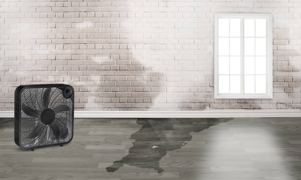 Best Professional water damage repair  in Brookdale, SC